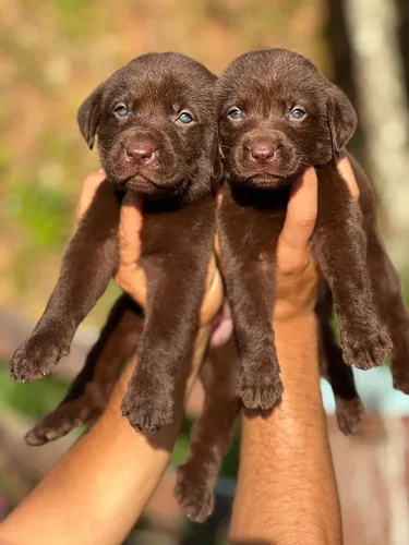 Cachorro Labrador Chocolate Macho