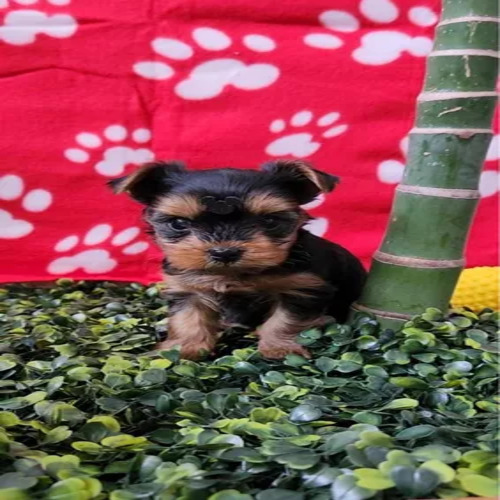 Yorkshire Mini Toy.