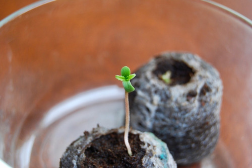 Imagen 4 de 10 de Jiffy Turba Prensada Pack X5 Germinacion Cogoshop Grow
