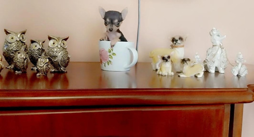 Bellos Cachorros Chihuahua 450 Puros Miniatura