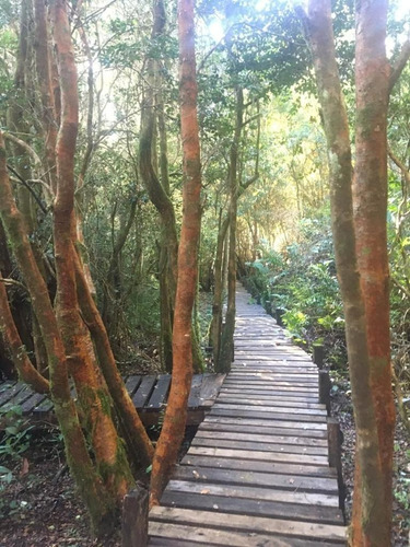 Imagen 3 de 17 de Excelentes Parcelas, Valdivia (cayumapu).