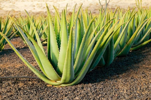 Sabila Aloe Vera Planta 80 Cm