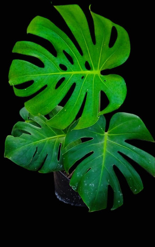 Costilla De Adán, Cernirán O Monstera, Planta De Interior