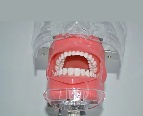 Fantoma Dental Maniquí Con Tipodento Práctica Odontología