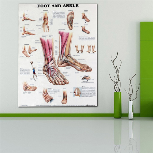 Poster Anatomico De Cuerpo Humano 60 X 80 Cm Diseno De Ana Mercado Libre