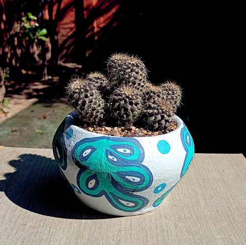 Maceta Cactus Copiapoa Humilis