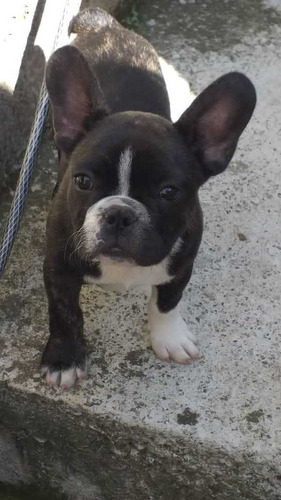 Imagem 1 de 2 de Bulldog Francês