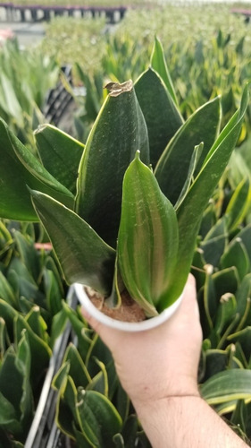 Imagen 3 de 4 de Sansevieria Black Gold X 3 Fotos Reales