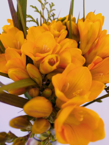 15 Bulbos Fresia Amarilla Para Jardín