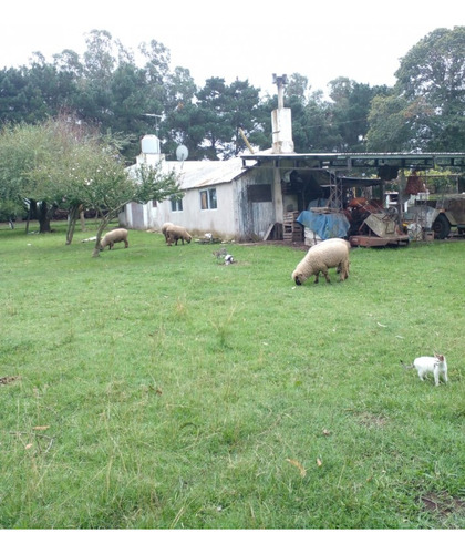 Alquiler De Campo De 4 Hectareas En El Boqueron, Apto Para Cria De Animales