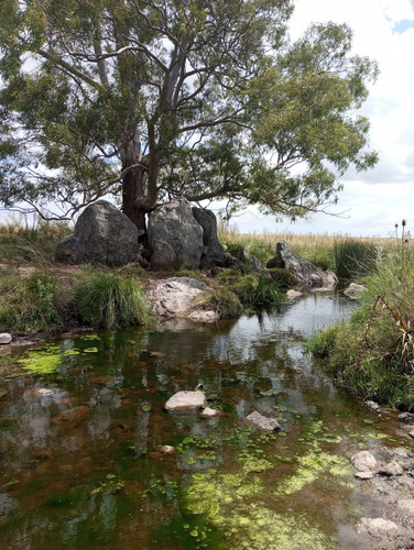 Se Vende Gran Campo En El Departamento De Florida. Superficie De 150 Hectáreas. Está Todo El Predio Alambrado, Tiene Tajamares. Tiene La Gran Ventaja Y Facilidad De Acceso Directo Por 2 Rutas.