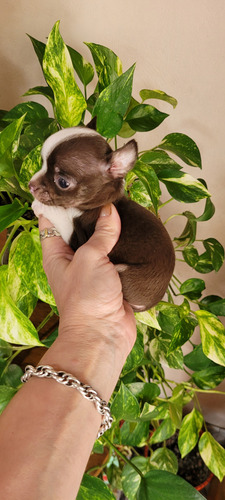 Chihuahuas Hembritas Mini . Chocolate . Papá Lilac Chocolate Cuello Blanco