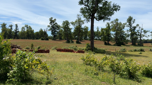 Campo En Venta En Cañitas, Los Muermos, Región De Los Lagos