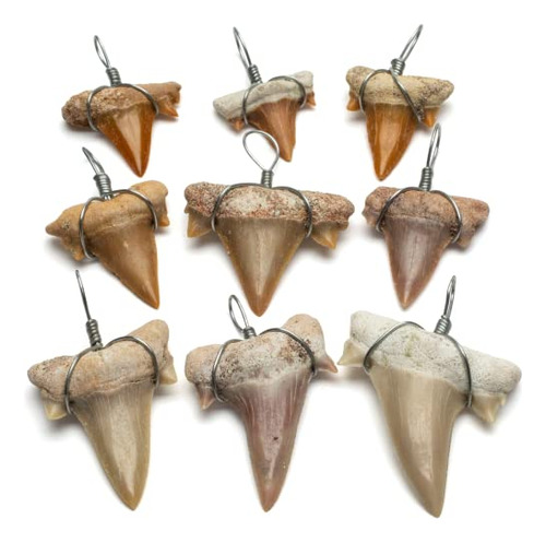 Dientes De Tiburón Prehistóricos Auténticos Fosiliza...