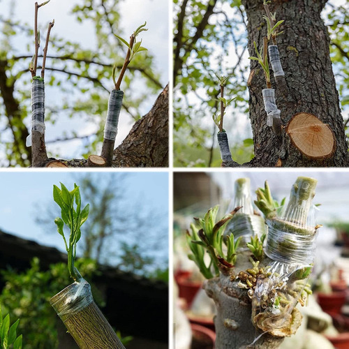 Cinta De Injerto De Jardín De 6 Piezas Para Árboles Frutales