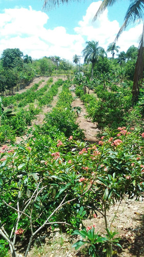 Finca De Sembrada De Limon Bayaguana