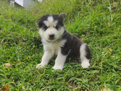 Cachorros Lobos Siberianos