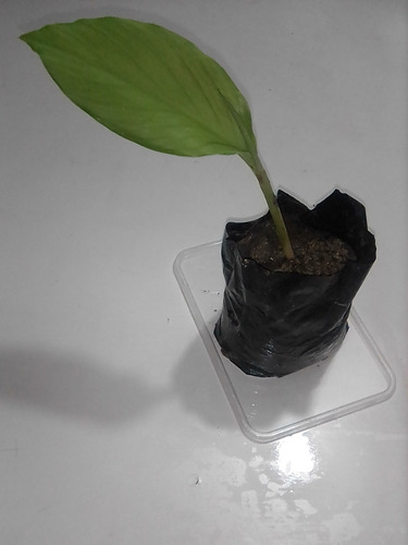 Curcuma Plantula ( Pack De 2 )