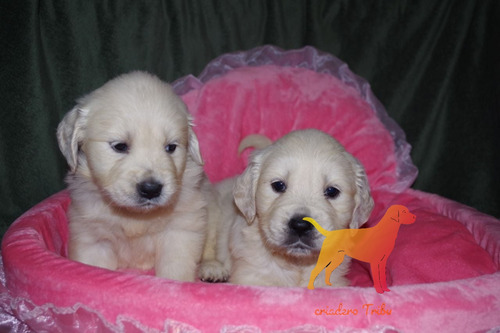 Golden Retriever Hembras Y Machos La Mejor Trayectoria