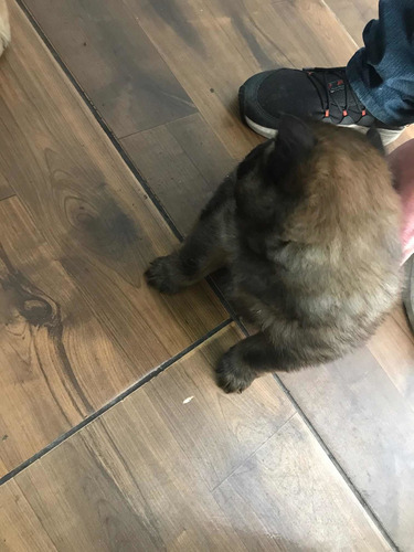 Imagem 3 de 4 de Chow Chow Femea