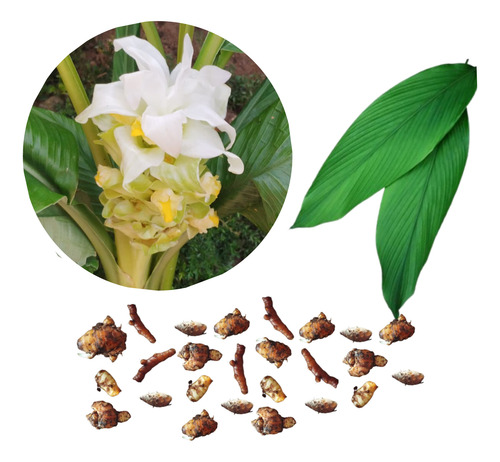 Açafrão Da Terra - Curcuma Domestica - Kit 25 Bulbos