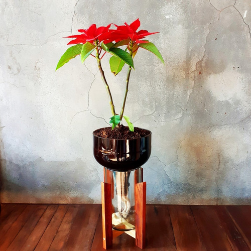Planta De Interior Flor Del Inca Little Plant 27 Con Soporte