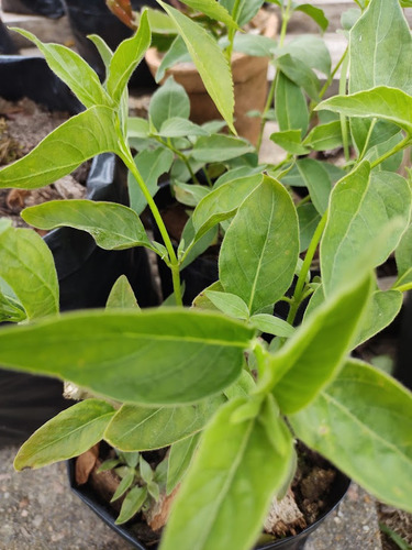 2 Mudas De Ginseng Pfaffia Glomerata Orgânica