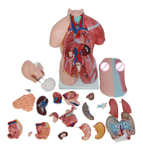 4d Órgano Humano Modelo Anatómico - 45cm