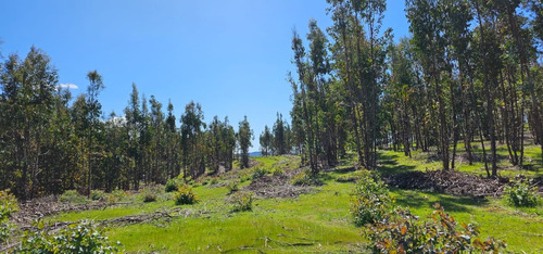 Proyecto Bosque Escondido, Marchigue Vi Región