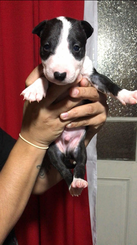 Hembras Disponibles Con Fca Nacidos El 28/1 Bull Terrier