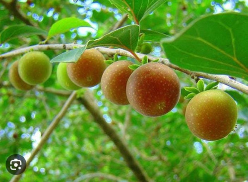 Mudas De Doviales Doce (dovyalis)
