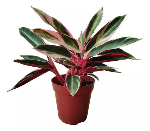 Planta De Calathea Stromanthe - Triostar Deco Interior!!!