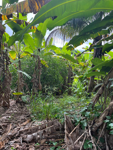 Chacara Boquim Sergipe Povoado Ceu Frutas Variadas
