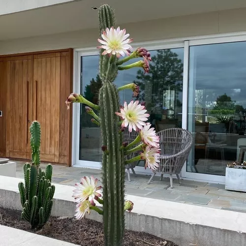 Cactus Naturales, Enormes, Florecen Y Dan Fruto.