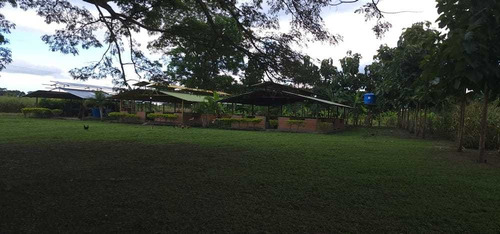 Imagen 8 de 14 de Granja Avicola-porcina A 10 Min. Del Centro De Barinas