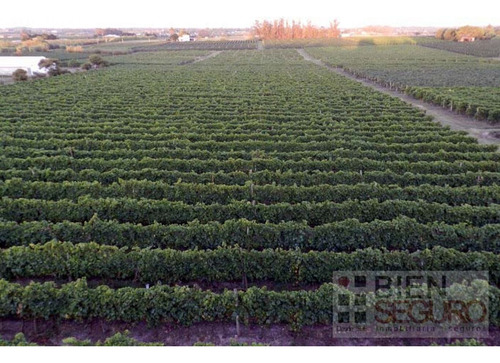 Chacra De 11 Hás, Con Bodega Y Viñedos, En Venta Próximo A Toledo