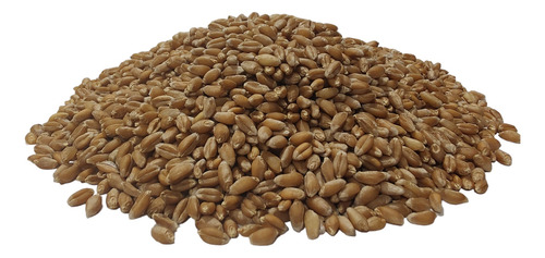 Trigo Semilla Grano Entero Cosecha Nueva 5 Kg