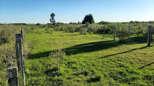 Imagen 6 de 16 de Campo 200 Hectareas Forestal Ganadero A 80kms De Montevideo