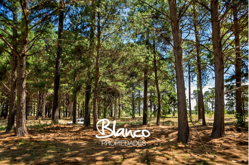 PINARES GOLF & COUNTRY CLUB| LOTES EN EXALTACIÓN DE LA CRUZ!