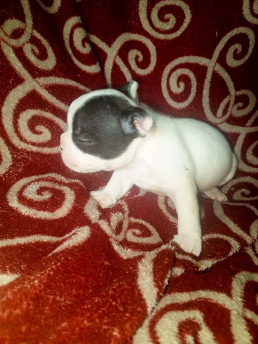 Cachorro Bulldog Frances Con Pedigree Y Microchip