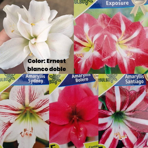 Bulbos Florales Importados Amaryllis Dahlias Gladiolos