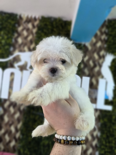 Cachorros Maltés Ambos Sexos 