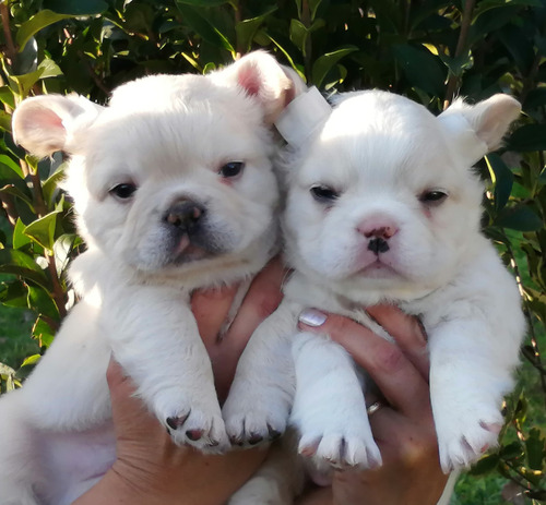 Hermosos Bulldog Frances Flufly Visualcrema