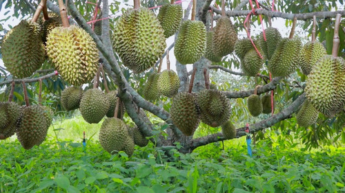 Durian Enano Gigante Frutal + Regalo