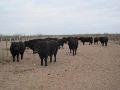 Imagen 4 de 14 de Campo - La Pampa Caleu Caleu