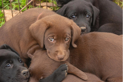 Cachorros Machos 100% Labrador Garantia Impresa