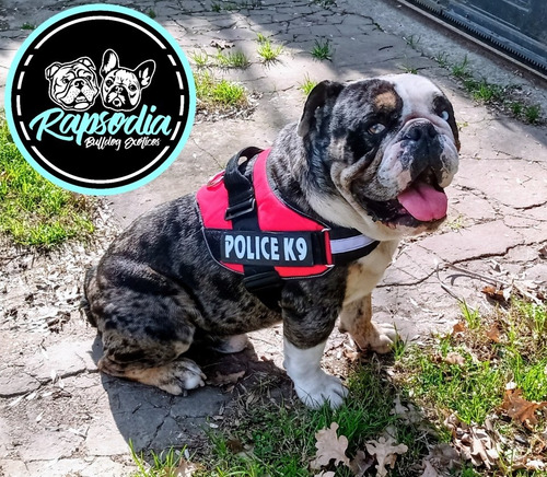 Bulldog Inglés Exótico Black Tri Merle Servicio De Stud