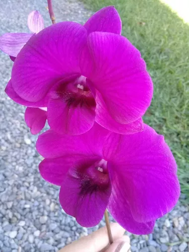 Orquídea Denphal Roxa Flor Grande Muda Adulta | Parcelamento sem juros