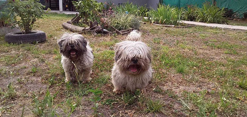 Imagen 6 de 10 de Guardería Canina Zona Sur