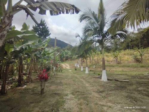 Imagem 12 de 14 de Miracatu/lago/riacho/cultivo De Banana/lazer/morar/ref:05067